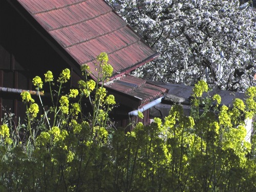Wild Mustard