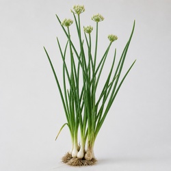 Wild Onion