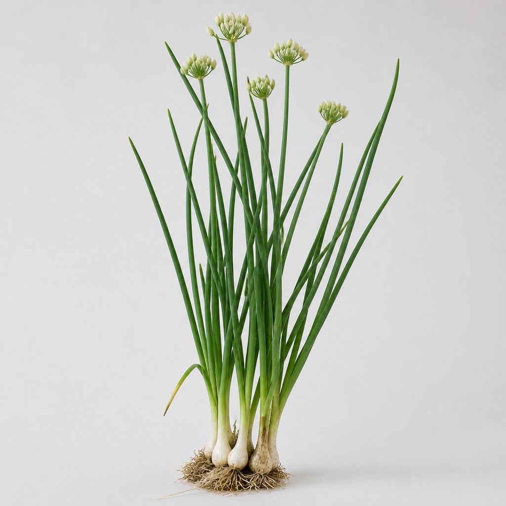 Wild Onion