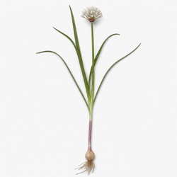 Wild Onion Identification Guide