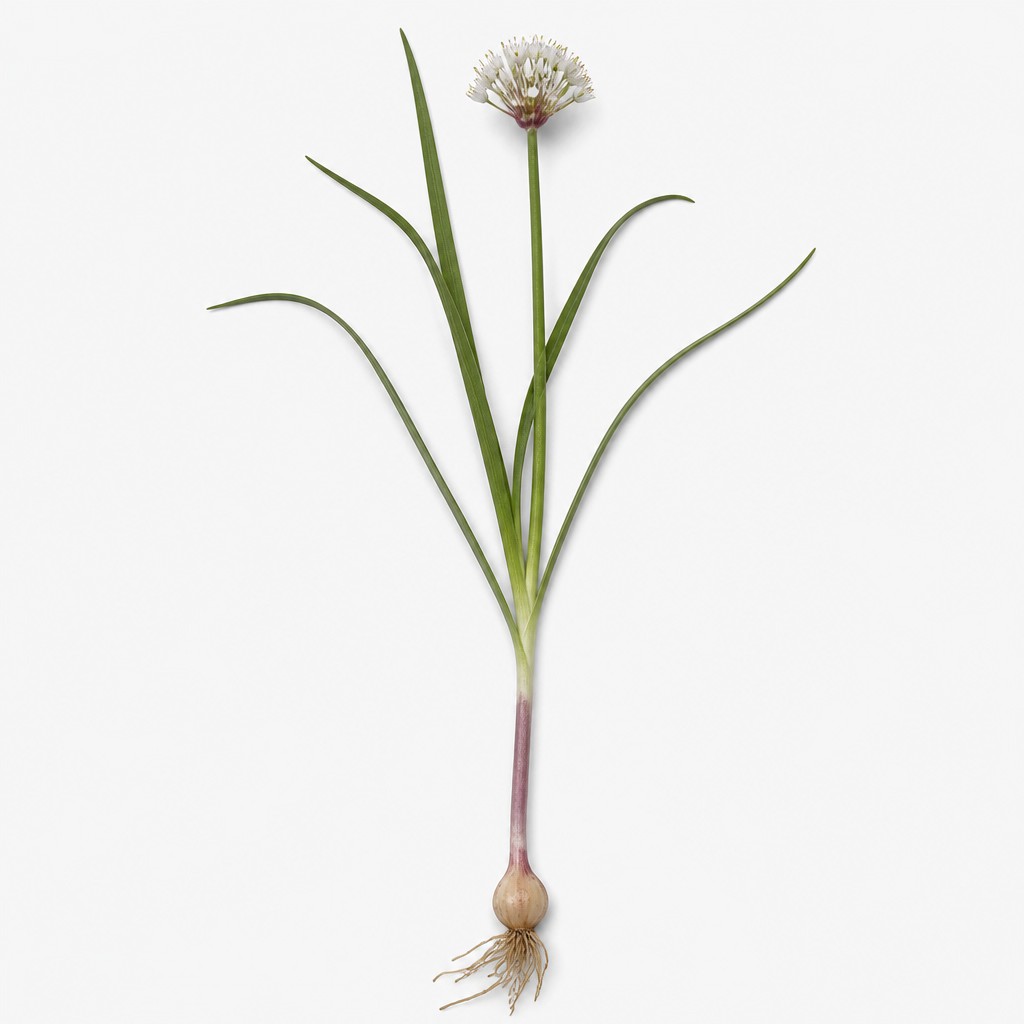 Wild Onion