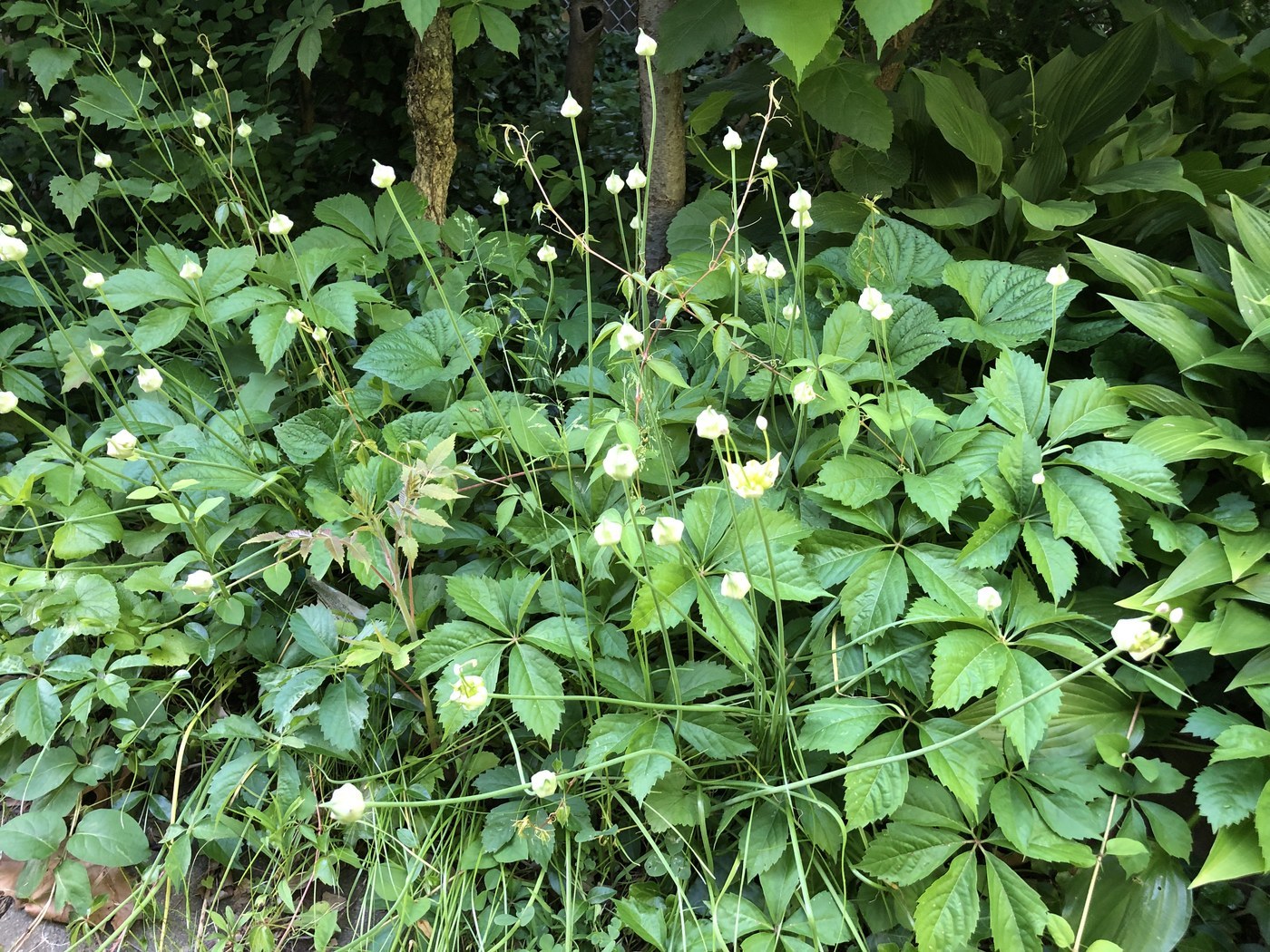 How to Care for Wild Onion
