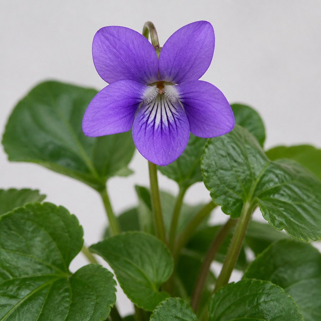 Wild Violet