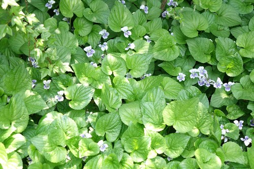 Wild Violet