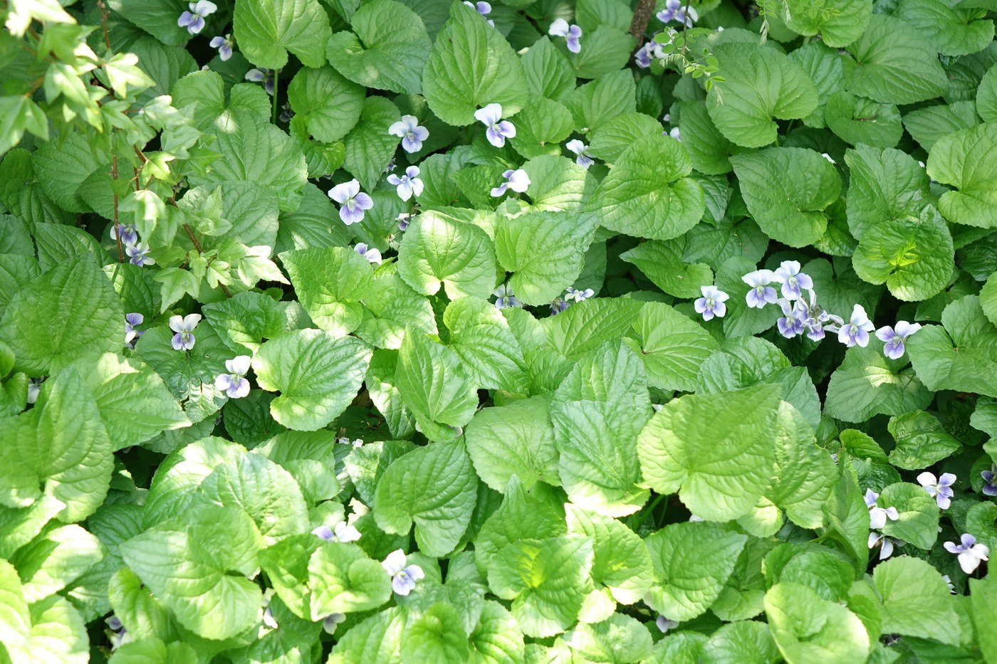 How to Care for Wild Violet