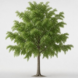 Willow Oak Identification Guide