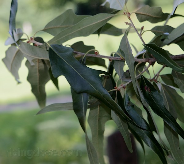 How to Care for Willow Oak