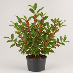 Winterberry Identification Guide