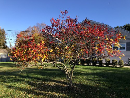 Winterberry