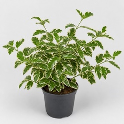 Wintercreeper Identification Guide