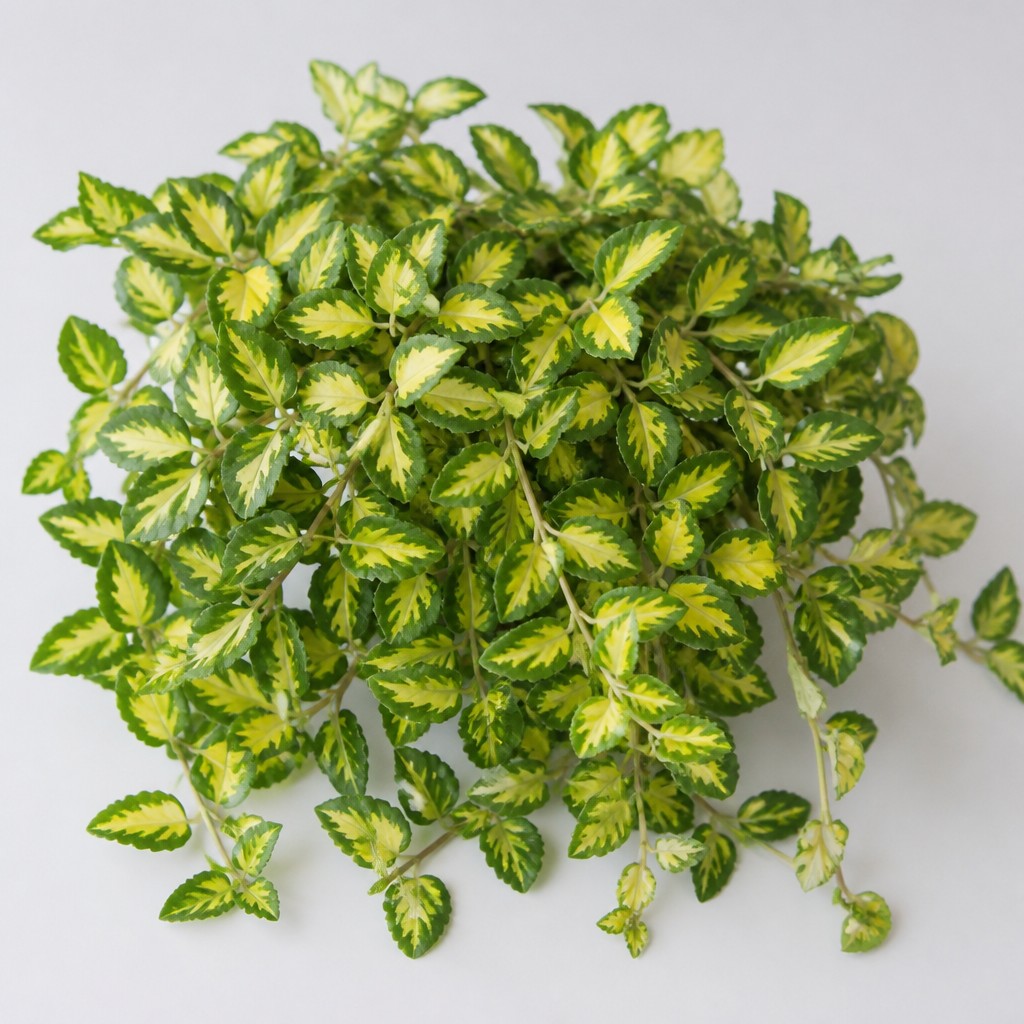 Wintercreeper