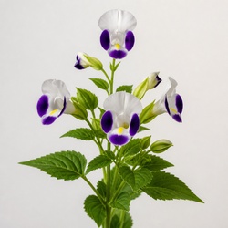 Wishbone Flower Identification Guide