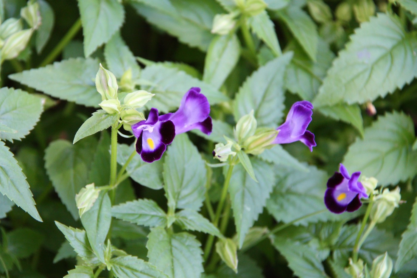 How to Care for Wishbone Flower