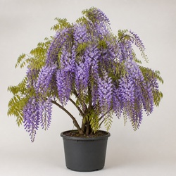 Wisteria Identification Guide