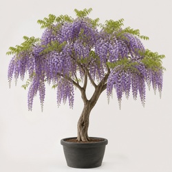 Wisteria Tree Identification Guide
