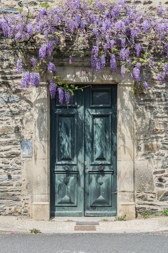 Wisteria Tree