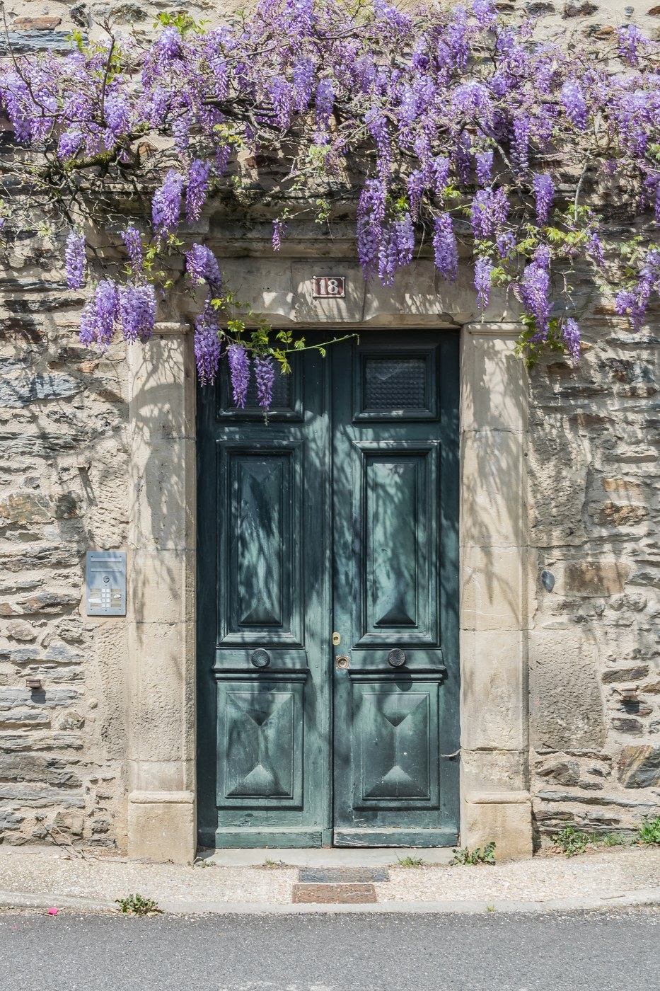 How to Care for Wisteria
