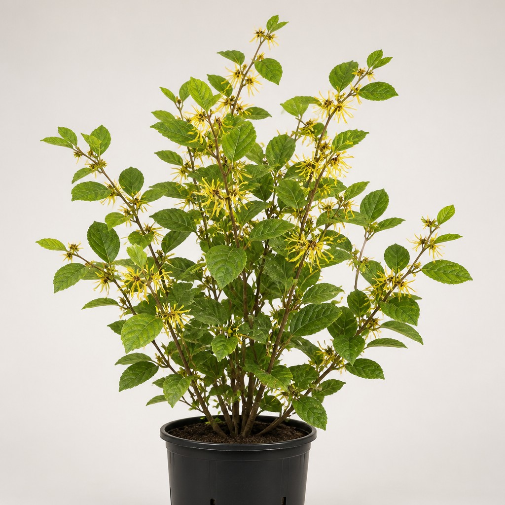 Witch Hazel