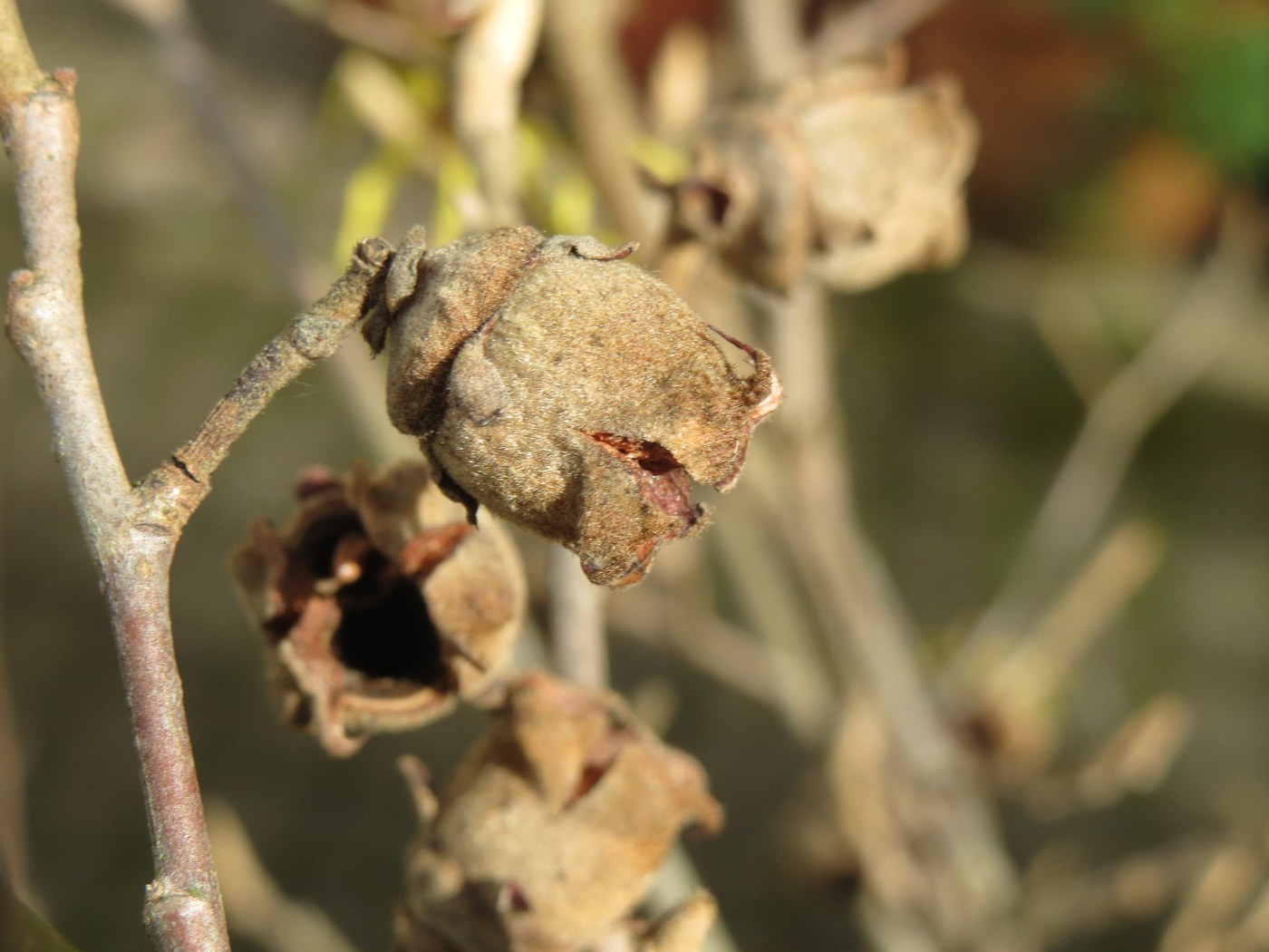 How to Care for Witch Hazel