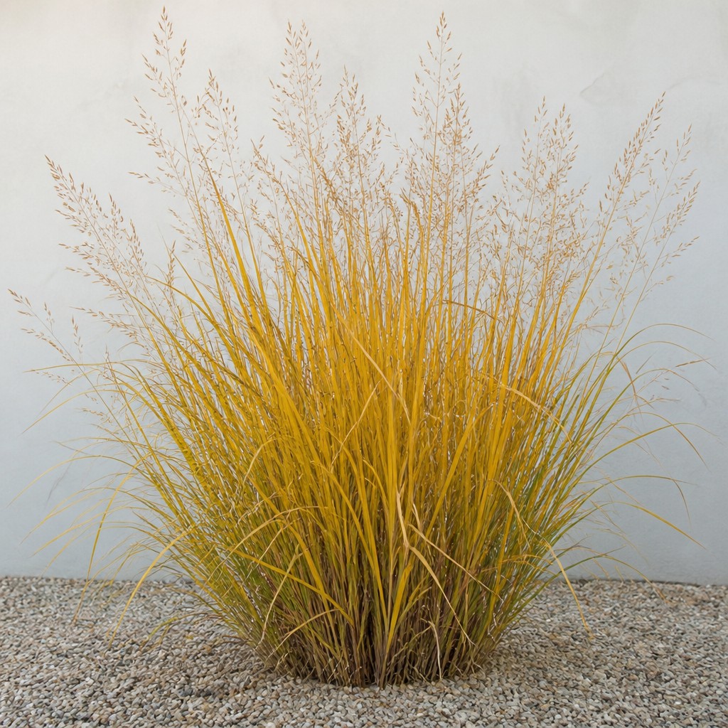 Witchgrass