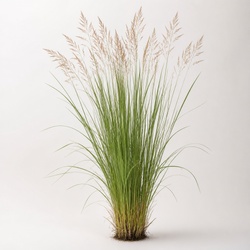 Witchgrass Identification Guide