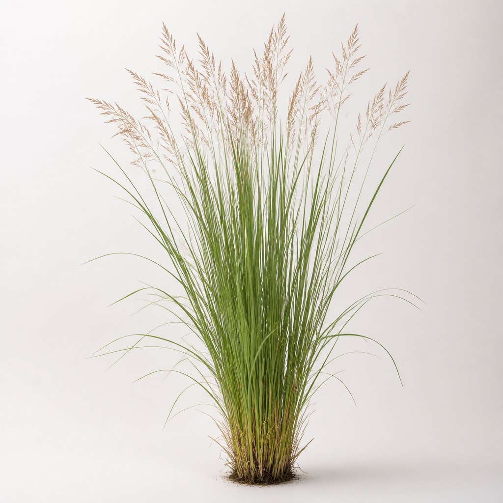 Witchgrass