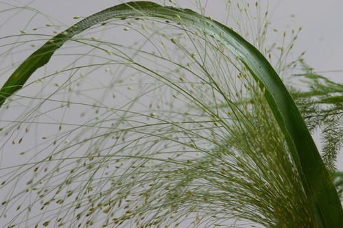 Witchgrass