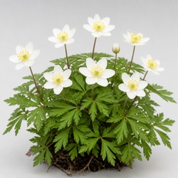 Wood Anemone