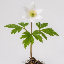 Wood Anemone Identification Guide