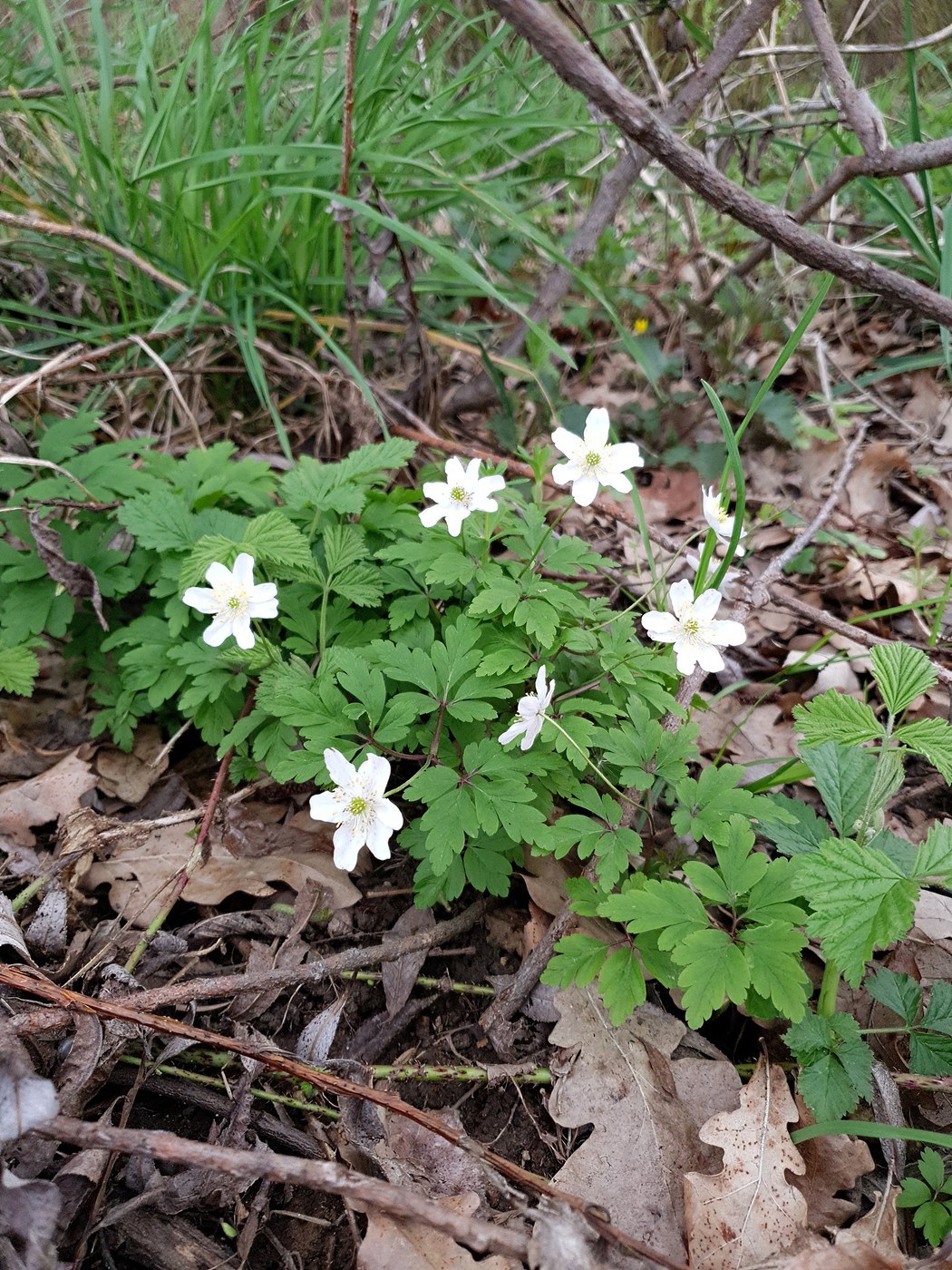 How to Care for Wood Anemone