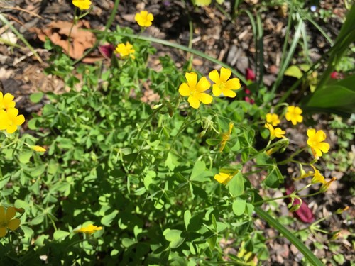 Wood Sorrel