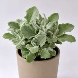 Woolly Senecio Identification Guide