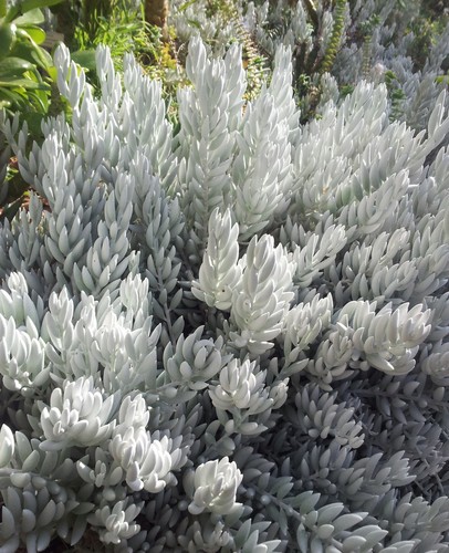 Woolly Senecio