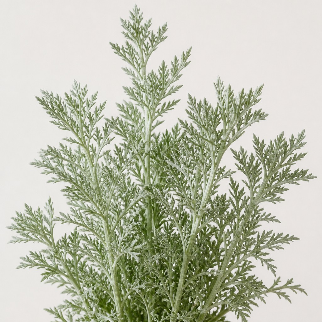 Wormwood