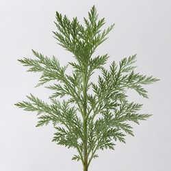 Wormwood Identification Guide