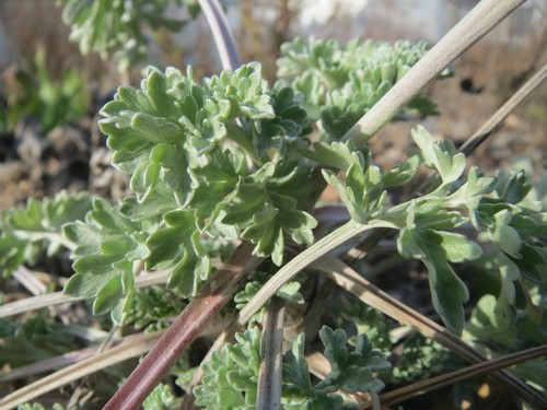 Wormwood
