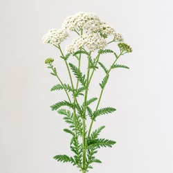Yarrow Identification Guide