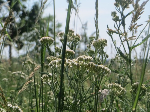 Yarrow