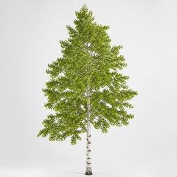 Yellow Birch Identification Guide