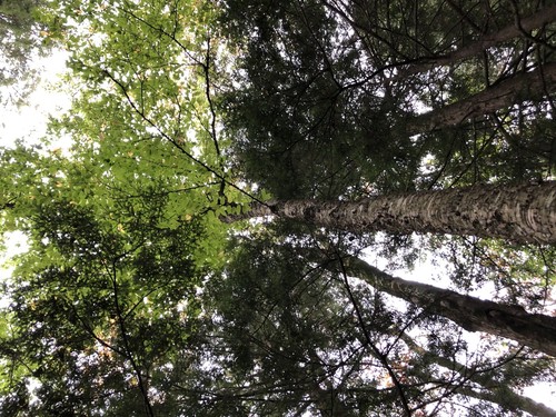 Yellow Birch