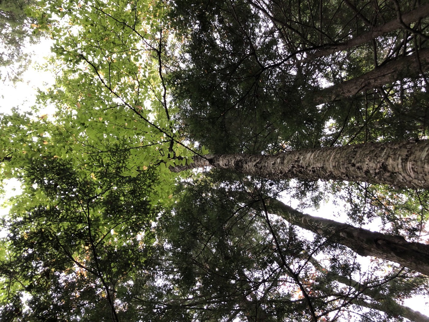 How to Care for Yellow Birch