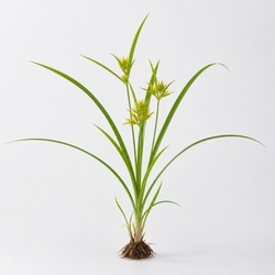 Yellow Nutsedge Identification Guide