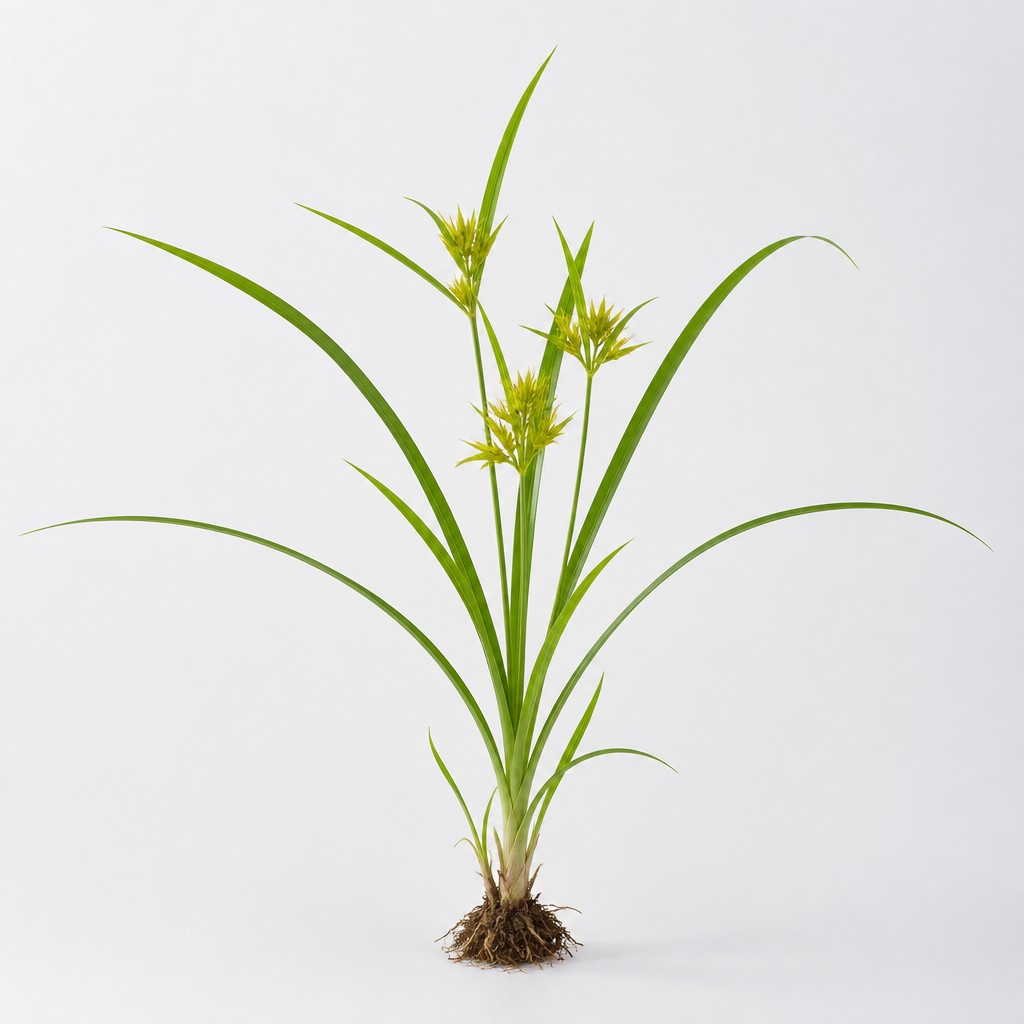 Yellow Nutsedge