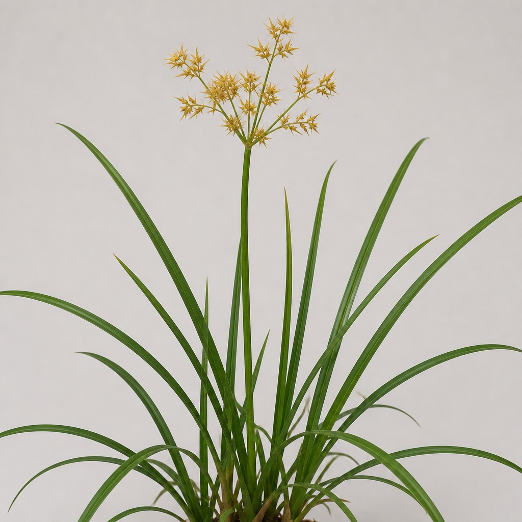 Yellow Nutsedge