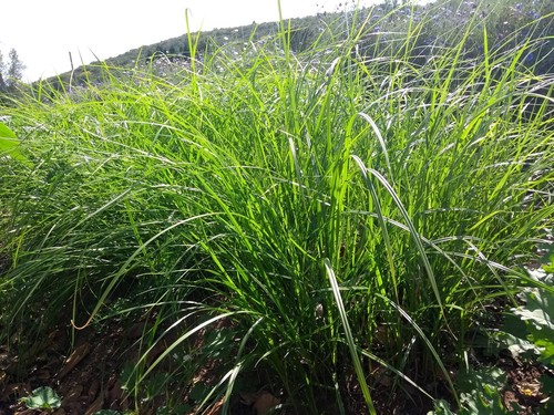 Yellow Nutsedge
