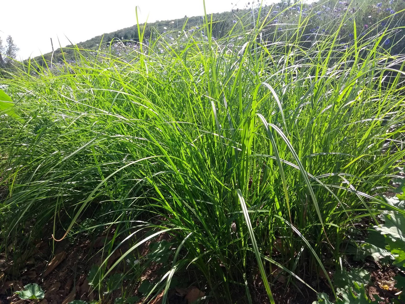 How to Care for Yellow Nutsedge