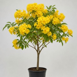 Yellow Trumpet Tree Identification Guide