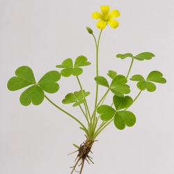 Yellow Woodsorrel Identification Guide