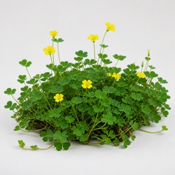Yellow Woodsorrel