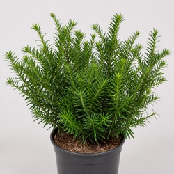 Yew Identification Guide